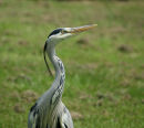 Grey Heron